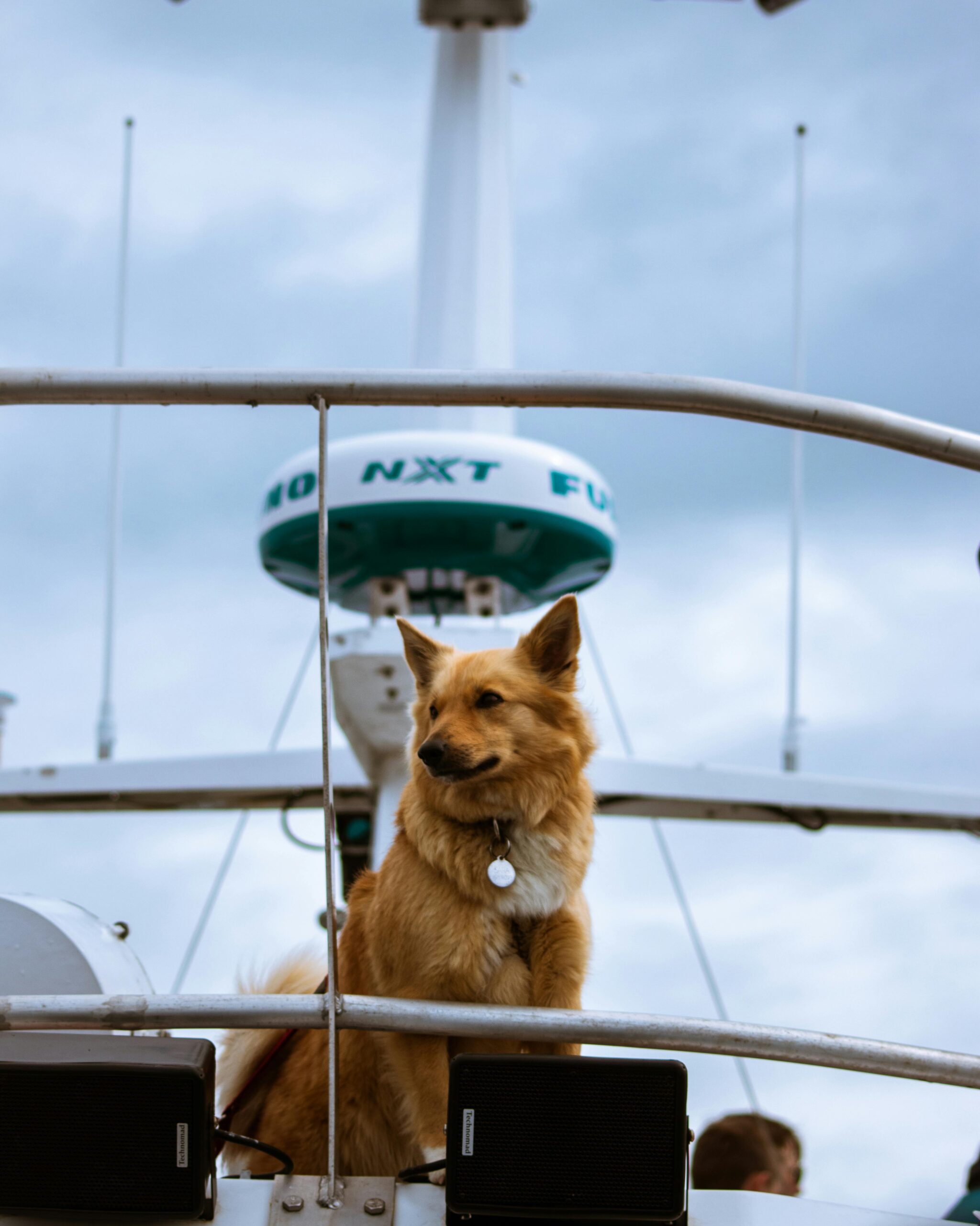 Determining Eligibility of Service Animals for Air Travel