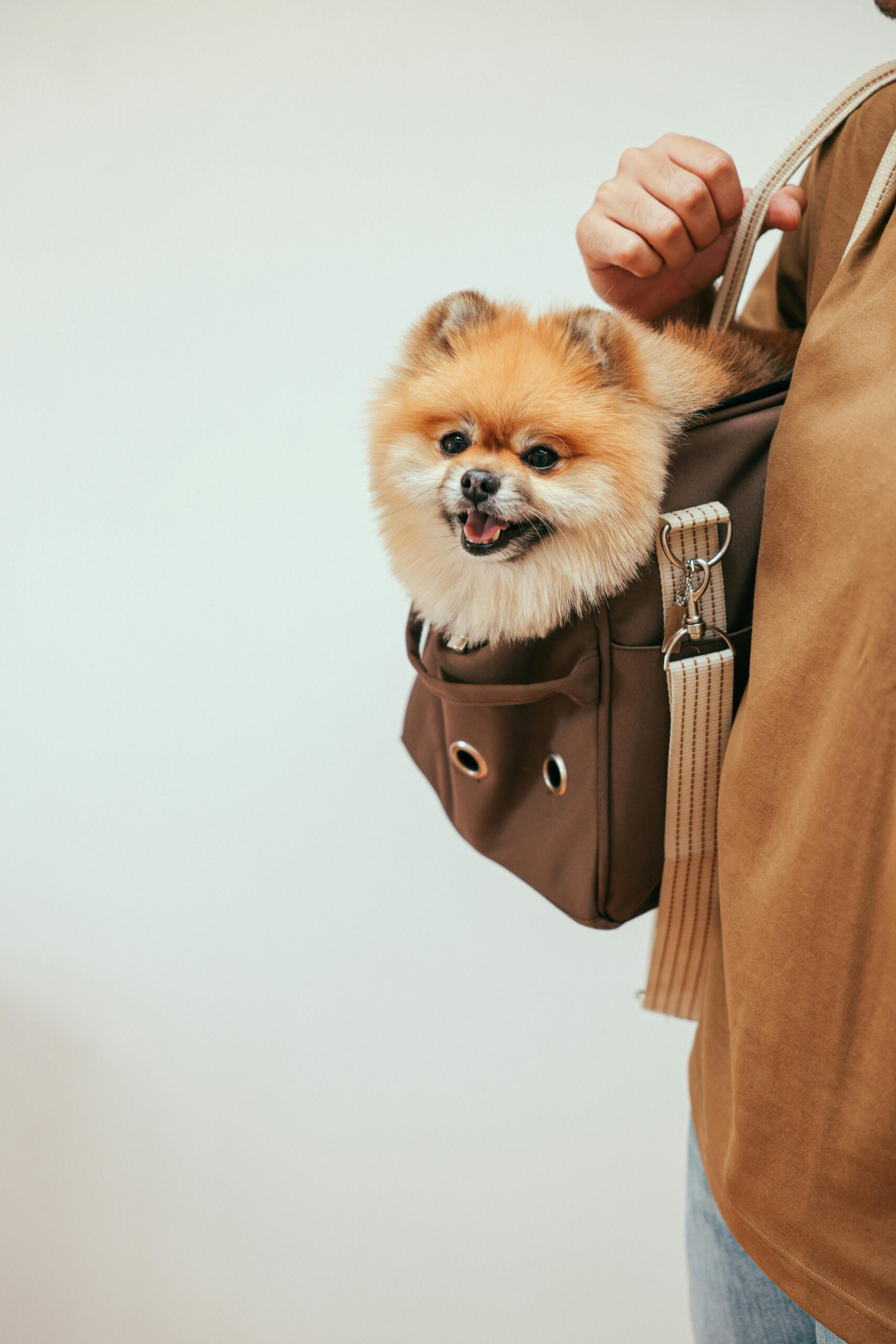 Understanding Service Animals Rights Under the Americans with Disabilities Act (ADA)